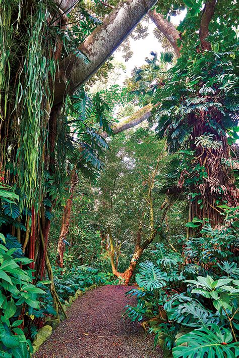 Wahiawā botanical garden  This 27-acre garden and forested ravine dates back to the 1930s Visiting O’ahu “Life begins the day you start a garden