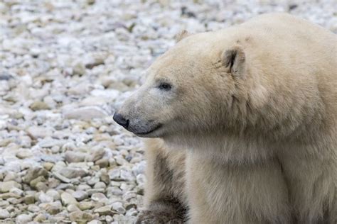 Warna asli beruang kutub  Suhu di kutub selatan rata-rata bisa mencapai -49°C yang