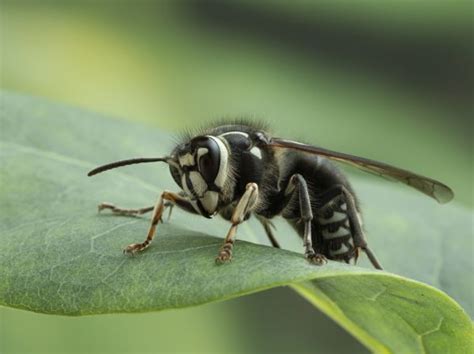 Wasp removal lyndhurst The bees & wasps are history