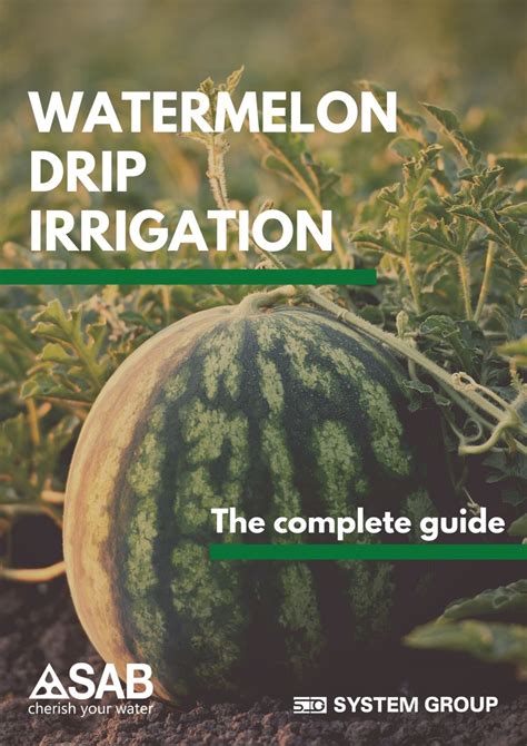 Watermelondrip  Dry at 145 degrees (F) for 1 hour, then reduce to 115 degrees (F) for 6-8 hours or until dry