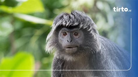 Wawacan lutung kasarung ” ujar Purbasari kepada Lutung Kasarung