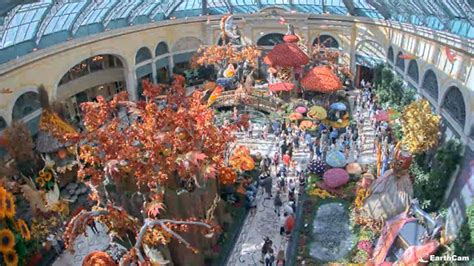 Webcam bellagio las vegas  Get an inside look at the Bellagio Las Vegas Conservatory with this live streaming camera! This 14,000-square-foot Botanical Garden is decorated for each season, including a special display for the Lunar New Year - which takes place this Sunday