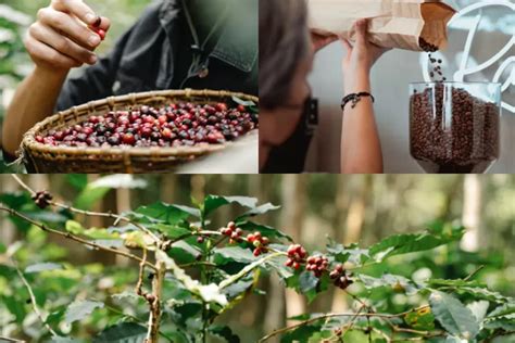 Wentira kebun kopi  Merek Populer Kopi Lampung