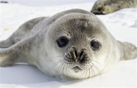 What do seals sound like  They make fascinating sounds both on land and below the surface of the water