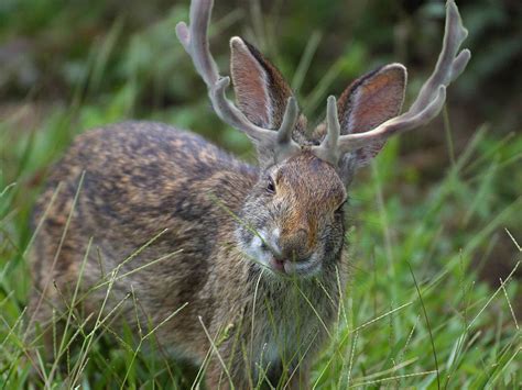 What does a jackalope eat  Ah, the fabulous jackalope, with the body of a jackrabbit and the horns of an antelope