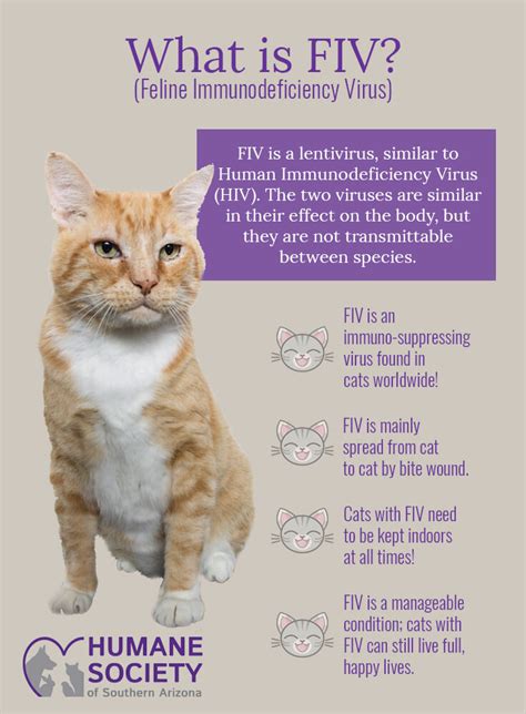 What does fiv mean escort " This involves thrusting your tongue deep into your partner's mouth while kissing