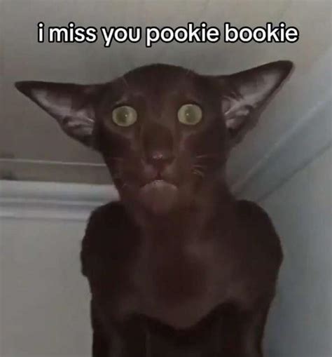 What does ppokie mean  If someone is your “ Pookie ,” they mean a great deal to you, and there would be a hole in your life