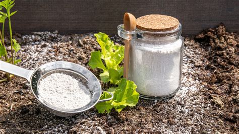 What is diatomaceous earth class 11 Diatomaceous earth is made from the fossilized remains of tiny, aquatic organisms called diatoms