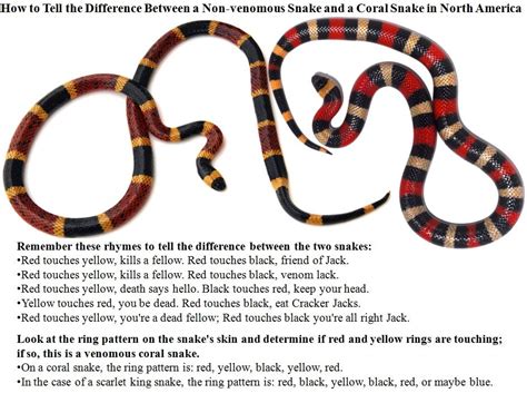 What is the saying for a coral snake  The English word snake comes from Old English snaca, itself from Proto-Germanic *snak-an-(cf