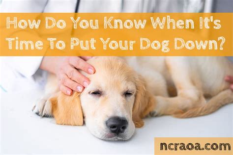 When is it time to put your senior dog down  There are surgical options for dogs with hip dysplasia