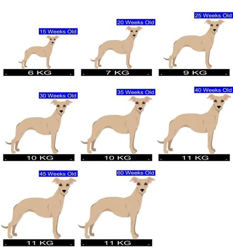 Whippet female weight kg Growth chart of a puppy Whippet, Female, Luna, born on 2018-05-28