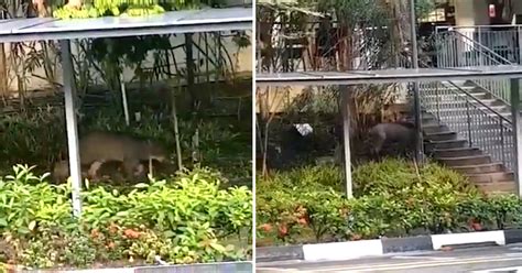 Wild boar bukit panjang escalator They found the wild boar lying by the road when they arrived