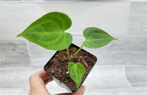 Wishlistplant  original sound - BrendasPlantitas