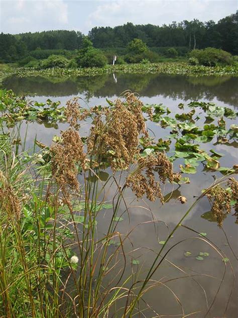 Woolgrass pa ecotype PA Ecotype (Woolgrass, PA Ecotype) oduct Information: restoration and mitigation mix contains sorr -May in full sun or partially shaded areas in season