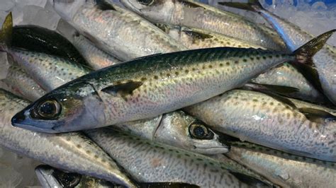 Wow slimy mackerel  Key Facts