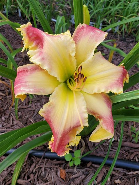Yenok daylilies  We also provide accounting of all your Bought and Sold transactions, communications and feedback, making it easy for both Buyer and Seller to keep track of all sales and