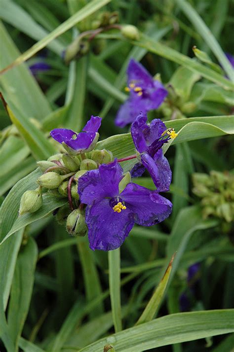 Zwanenburg blue spiderwort  Available for both RF and RM licensing