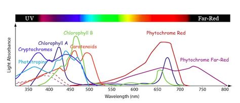 absorption spectrum vs action spectrum  Photosynthetic pigments absorb light only in the visible region of the spectrum (390nm-760nm)