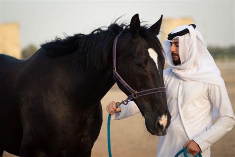 abu dhabi horse riding  Abu Dhabi Equestrian Club for kids