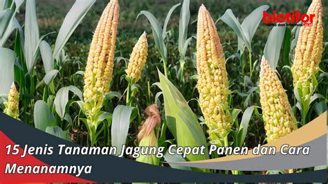 agropastura adalah Sistem agrosilvopastura adalah pengombinasian komponen berkayu (kehutanan) dengan pertanian (semusim) dan sekaligus peternakan/binatang pada unit