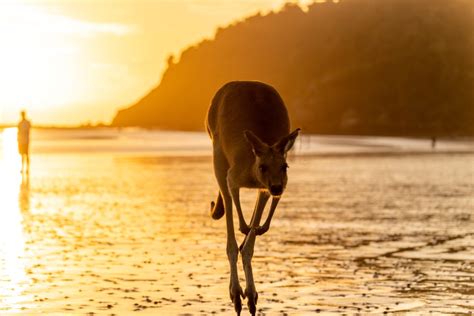 airlie beach bucks 7km long and will take roughly an hour to complete, It is home to some magnificent subtropical plants, endangered rock wallabies as well as an incredible fig tree about halfway along the path (below)