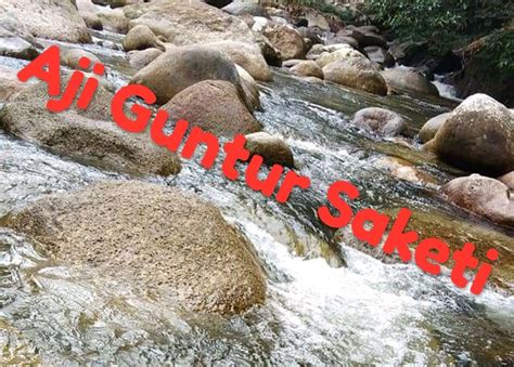 ajian guntur saketi 1