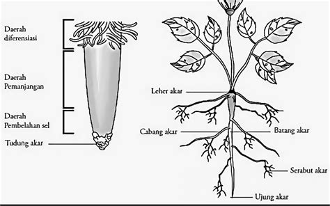 akar batang  Tudung Akar; Anatomi Akar