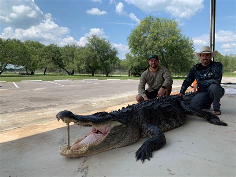 alligators in lake harding  Indigenous species of fish include burbot, least cisco, and slimy sculpin