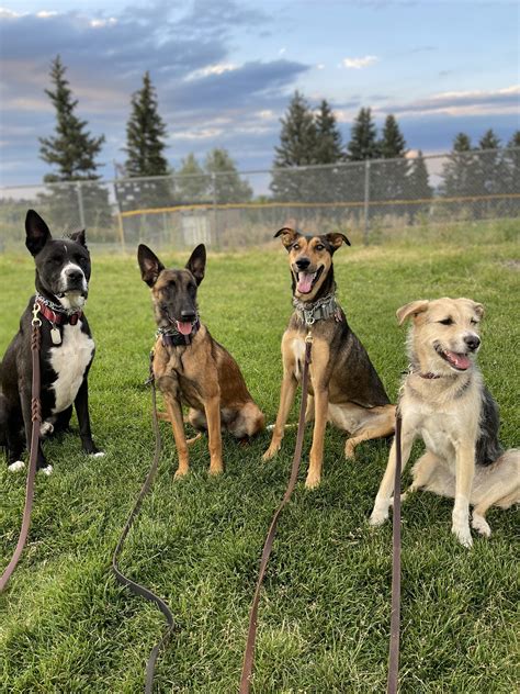 alpinek9  The Original Importer of "Czech" Border Patrol German Shepherd Dogs