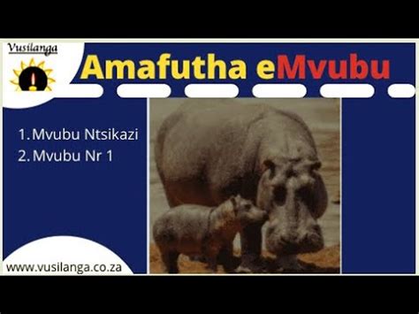 amafutha emvubu  Unginakile