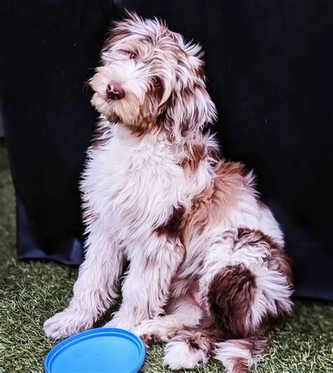 ameys puppies FUR-EVER HOME UPDATES | Siblings Duke and Scout met up recently! They would like to find their other siblings