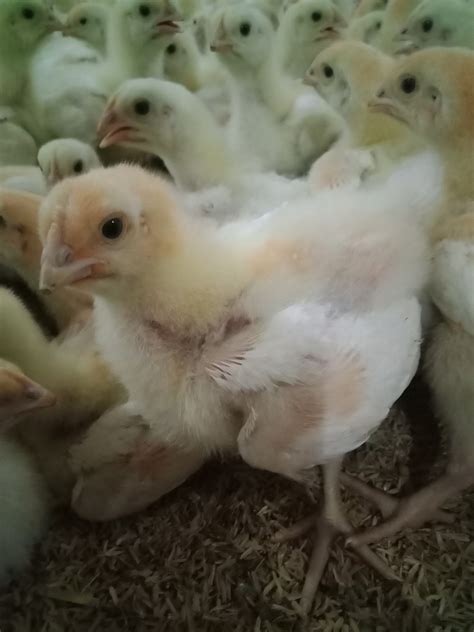 anak ayam potong <samp>45 kg atau setara dengan berat bersih 1</samp>