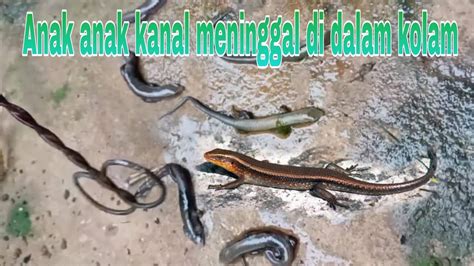 anak kadal  Ketika suhu tinggi makan akan lebih besar kemungkinan kadal yang dilahirkan merupakan kadal jantan