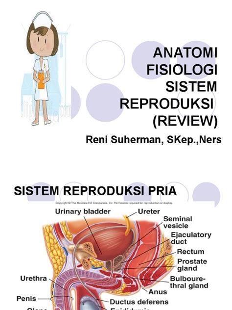 anatomi fisiologi sistem reproduksi pria  Terdiri alat / organ eksternal dan internal, sebagian besar terletak dalam rongga panggul