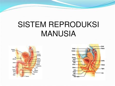 anatomi fisiologi sistem reproduksi pria dan wanita  dan organ reproduksi luar