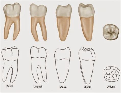 anatomi gigi molar 1 bawah  Gigi tetap pertama kali tumbuh adalah gigi molar pertama yang letaknya persis dibelakang molar sulung ke-2 pada usia 6 tahun