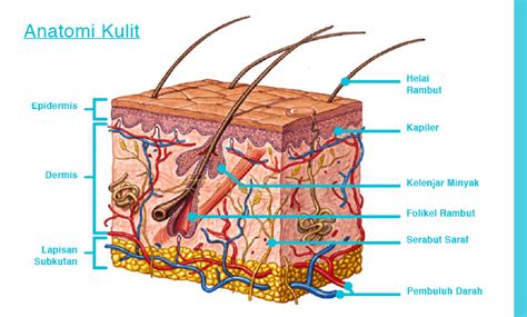 anatomi kulit bahasa indonesia  Anatomi dan Fisiologi pada Tubuh Manusia I