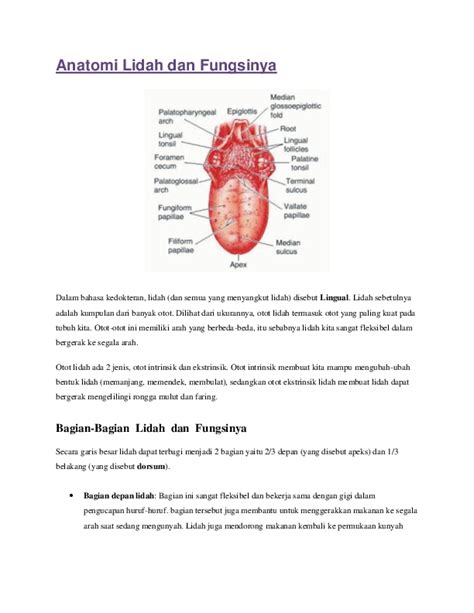 anatomi lidah manusia Neuron IV : dr