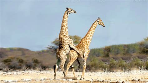 animais se acasalando na natureza video  Redirecting to 8 animais que se acasalam para o resto da vida