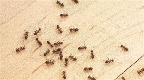 ant exterminator craven county Expert Pest Management has 40 years of experience in the ant, carpenter ant, and pest control industry