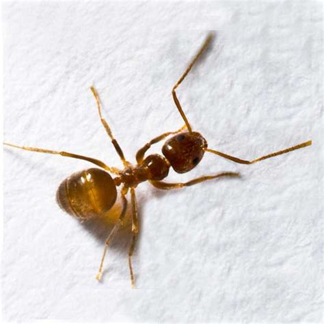 ant exterminator las vegas These are the best pest control for cockroach extermination in North Las Vegas, NV: EcoGen Pest Control