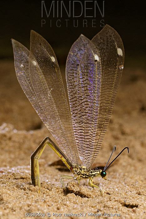 antlion egg erebus Published August 7, 2019 at 10:58 PM MDT