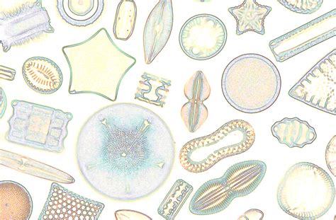 apa itu diatom  Apa nilai ekonomis tanah diatom?kedalaman ± 1 cm, selain itu mereka juga sangat Gambar 1