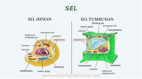 apa itu inti sel  Teori ini disebut dengan endosimbiosisme yang dapat menjelaskan asam usul organel bermembran pada