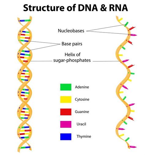 apa itu nukleotida Polimorfisme nukleotida tunggal atau Single Nucleotide Polymorphism ( SNP, biasa dibaca "snip") adalah salah satu bentuk variasi materi genetik yang ditunjukkan oleh perbedaan nukleotida tunggal ( adenin, timin, guanin, sitosin) di dalam susunan rangkaian basa DNA