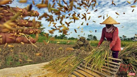 apa itu pasca panen penanganan lebih lanjut (Pasca Panen/Post Harvest)