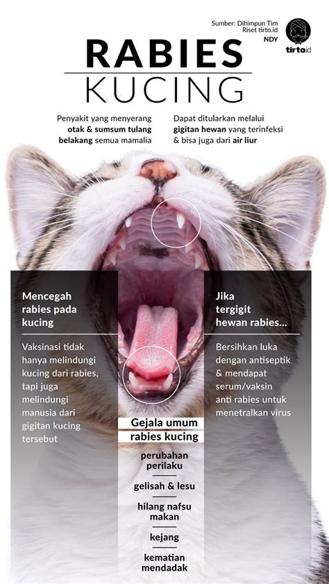 apa itu rabies kucing Jika Rabies Menyerang, ini 5 Cara Melawan!