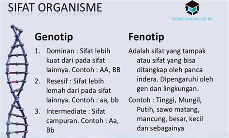 apa yang dimaksud dengan fenotipe  Pada