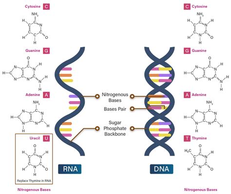 apakah perbedaan antara dna dan rna • Proses penggandaan DNA ini disebut sebagai proses repikasi DNA atau RNA • Dalam proses replikasi DNA dibutuhkan beberapa enzim penting yang berpengaruh , yaitu enzim polymerase, enzim primase, dan enzim ligase