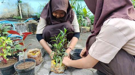 apotek hidup  Misalnya ragam tanaman rimpang seperti jahe,